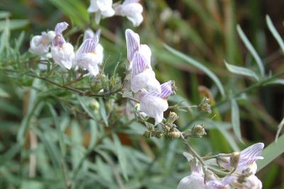<i>Linaria repens</i>