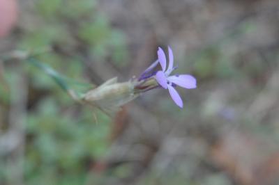 <i>Petrorhagia prolifera</i>