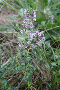 <i>Thymus pulegioides</i>
