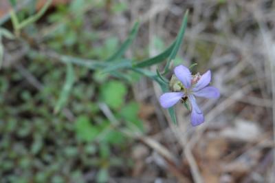 <i>Petrorhagia prolifera</i>