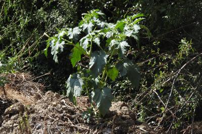 <i>Datura stramonium</i>