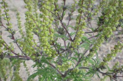 <i>Ambrosia artemisiifolia</i>