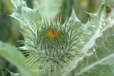 <i>Onopordum acanthium</i>