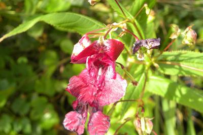 <i>Impatiens glandulifera</i>
