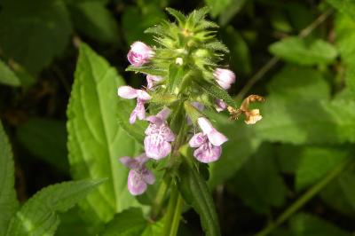 <i>Stachys palustris</i>