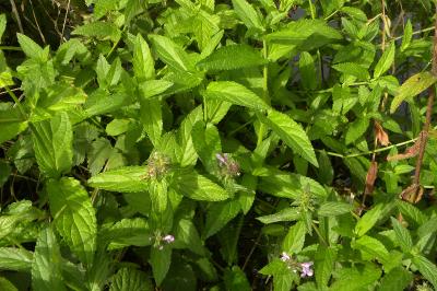 <i>Stachys palustris</i>