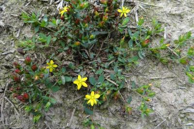 <i>Hypericum humifusum</i>