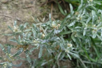 <i>Gnaphalium uliginosum</i>