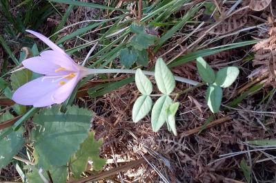 <i>Colchicum autumnale</i>