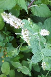<i>Mentha suaveolens</i>