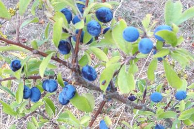 <i>Prunus spinosa</i>