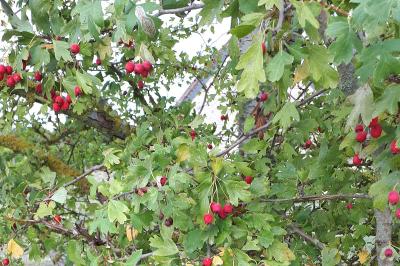 <i>Crataegus monogyna</i>