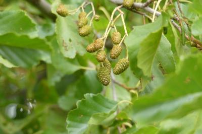 <i>Alnus glutinosa</i>