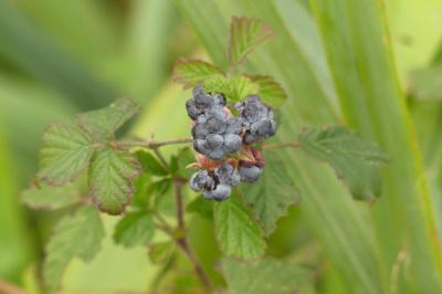 <i>Rubus caesius</i>