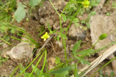<i>Ranunculus sceleratus</i>