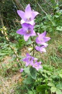 <i>Campanula trachelium</i>