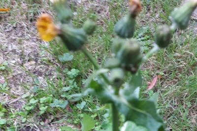 <i>Sonchus oleraceus</i>