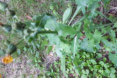 <i>Sonchus oleraceus</i>