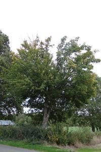<i>Acer campestre</i>