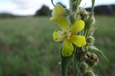 <i>Verbascum lychnitis</i>