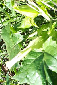 <i>Datura stramonium</i>