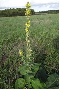 <i>Verbascum lychnitis</i>