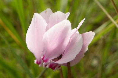 <i>Cyclamen hederifolium</i>