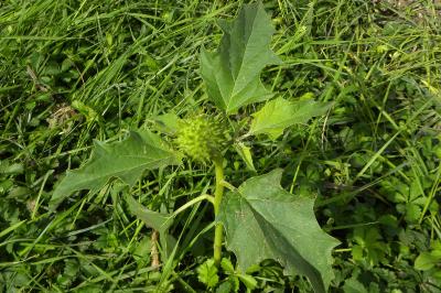 <i>Datura stramonium</i>