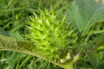 <i>Datura stramonium</i>