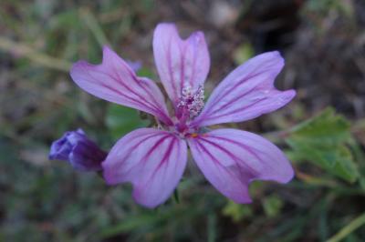 <i>Malva sylvestris</i>