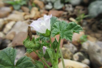 <i>Malva neglecta</i>