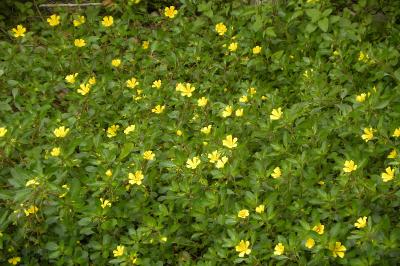 <i>Ludwigia peploides</i>