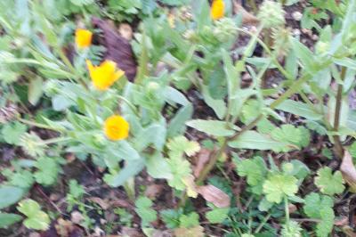 <i>Calendula arvensis</i>