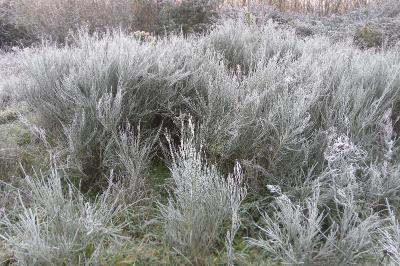 <i>Cytisus scoparius</i>