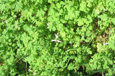 <i>Fumaria capreolata</i>