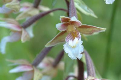 <i>Epipactis palustris</i>