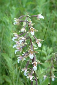<i>Epipactis palustris</i>
