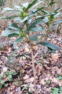 <i>Daphne laureola</i>