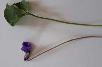 <i>Viola odorata</i>