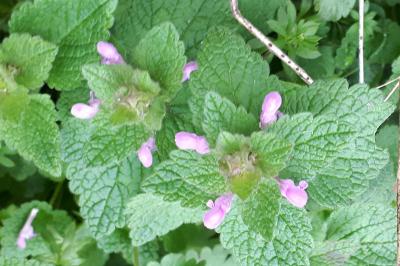 <i>Lamium hybridum</i>