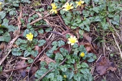 <i>Ficaria verna</i>