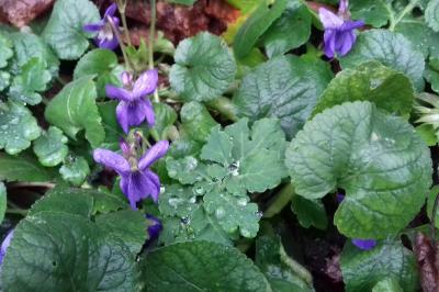 <i>Viola odorata</i>