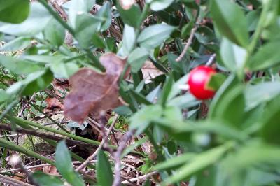 <i>Ruscus aculeatus</i>