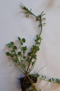 <i>Cardamine hirsuta</i>