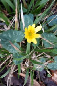 <i>Ficaria verna</i>