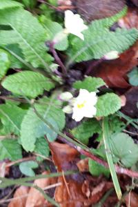 <i>Primula vulgaris</i>