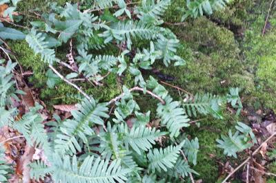 <i>Polypodium vulgare</i>