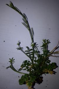 <i>Cardamine hirsuta</i>