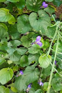 <i>Viola odorata</i>