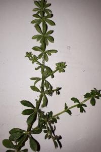 <i>Galium aparine</i>